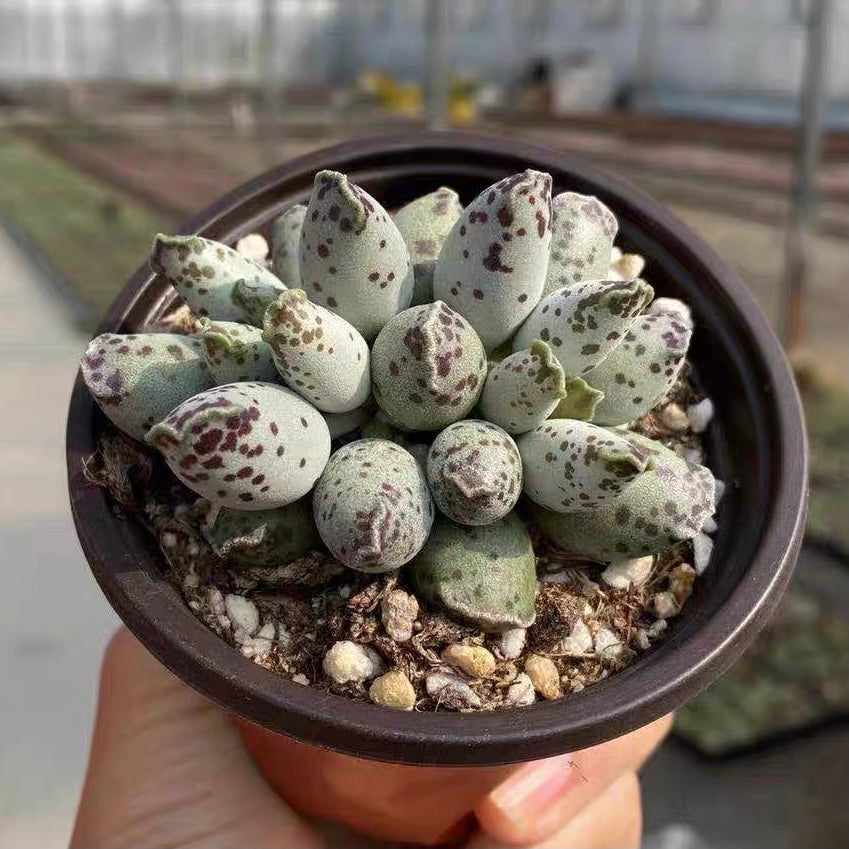 succulent eggplants Plover Egg Plant ( Adromischus cooperi festivus )