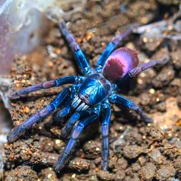 Polychromatic Earth Tiger Tarantula (Thrigmopoeus psychedelicus)-Juvenile