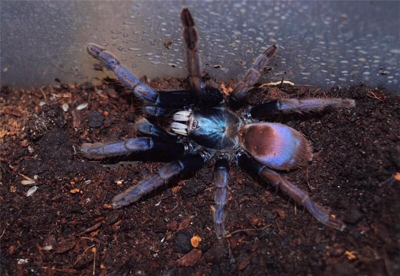 Polychromatic Earth Tiger Tarantula (Thrigmopoeus psychedelicus)