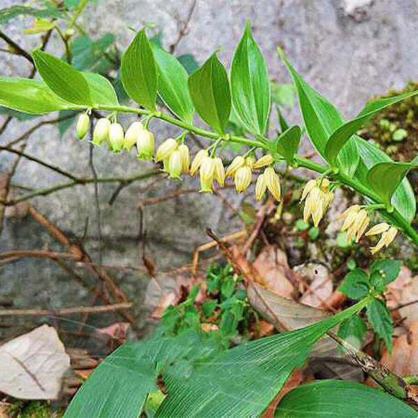 Polygonatum Odoratum ( Angular solomon's-seal )