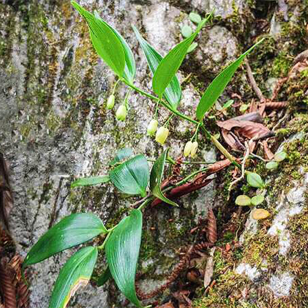 Polygonatum Odoratum ( Angular solomon's-seal )