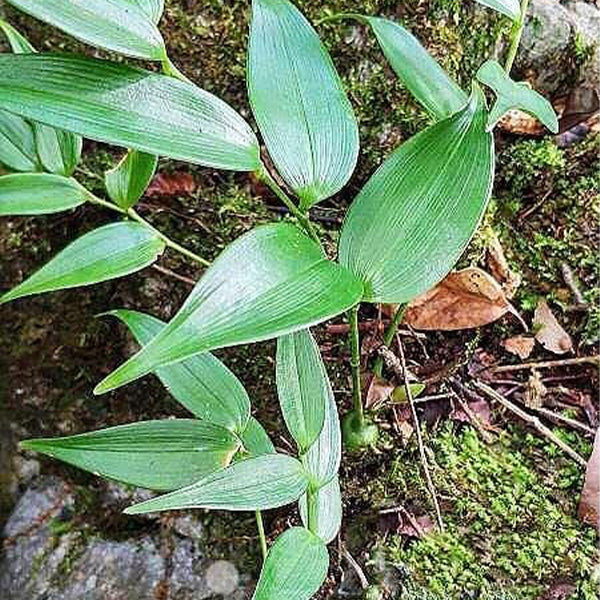 Polygonatum Odoratum ( Angular solomon's-seal )
