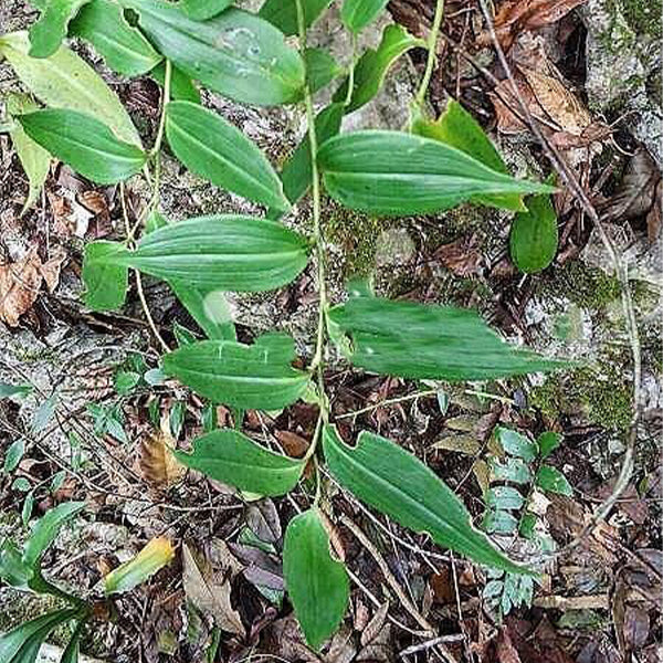 Polygonatum Odoratum ( Angular solomon's-seal )