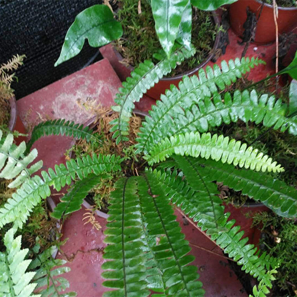 Polystichum deltodon