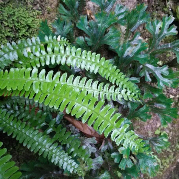 Polystichum deltodon