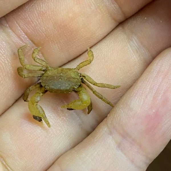 Pom Pom Crab (Ptychognathus barbatus)