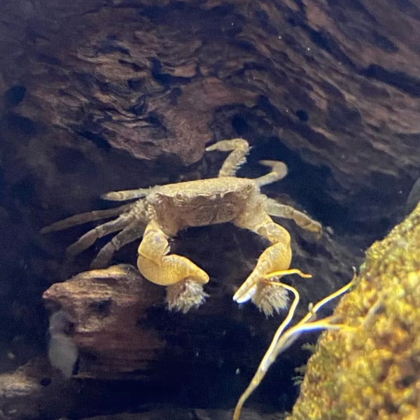 Pom Pom Crab (Ptychognathus barbatus)