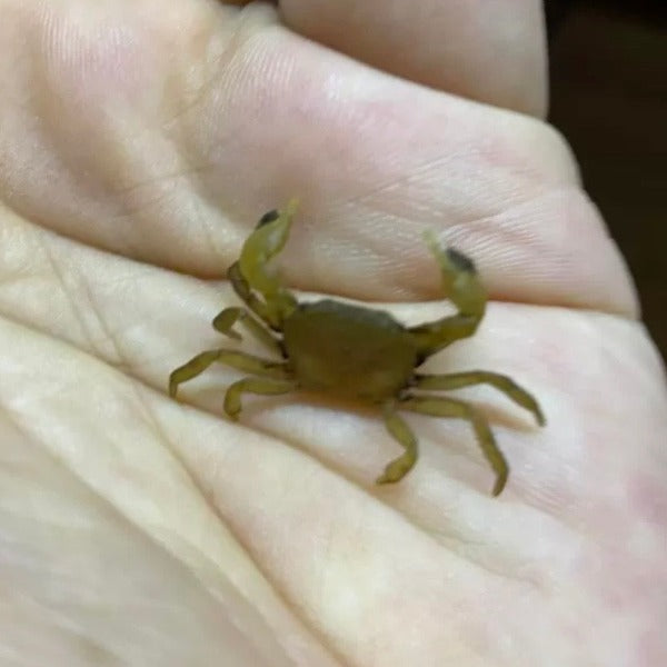 Pom Pom Crab (Ptychognathus barbatus)