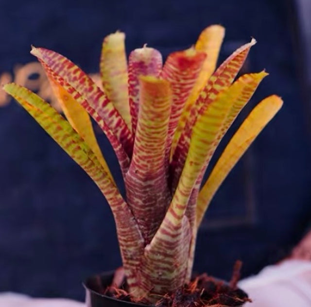 Popoki (Bromeliad Neoregelia)
