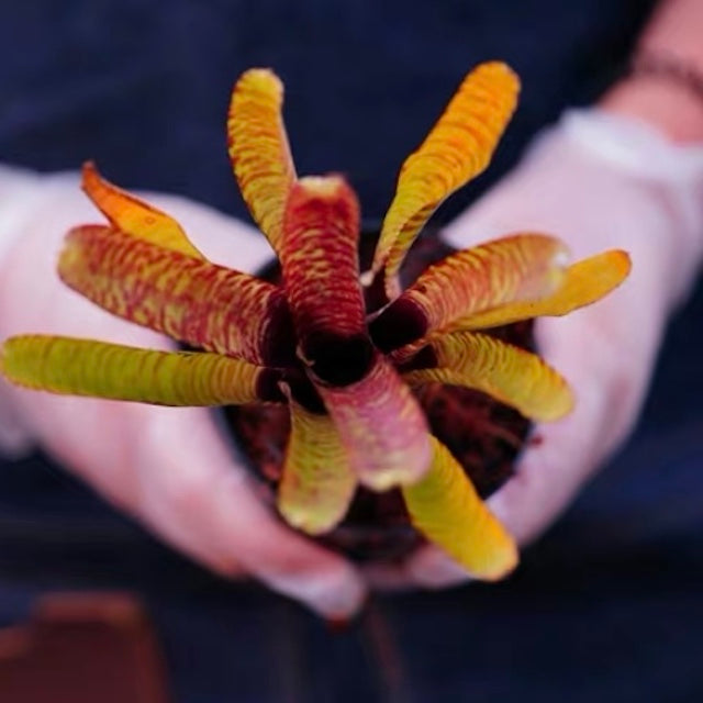 Popoki (Bromeliad Neoregelia)