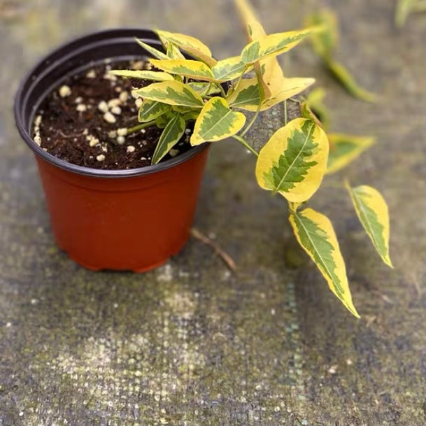 Yellow Zebra ( Solanum jasminoides )