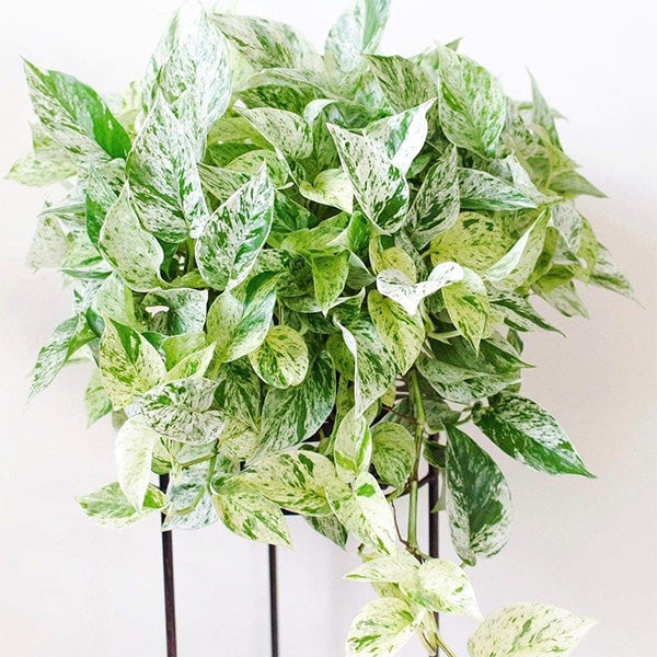 Pothos "Marble Queen"