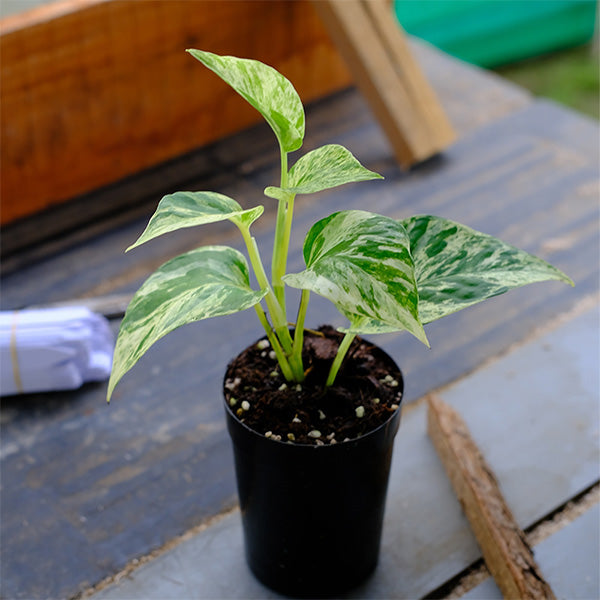 Pothos "Marble Queen"