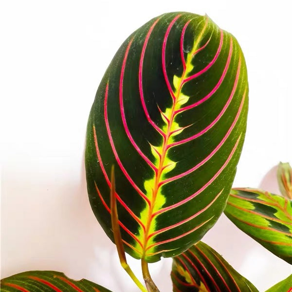 Maranta leuconeura var.erythroneura