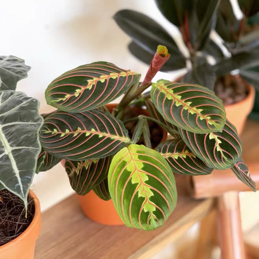 prayer plant maranta leuconeura Maranta leuconeura var.erythroneura