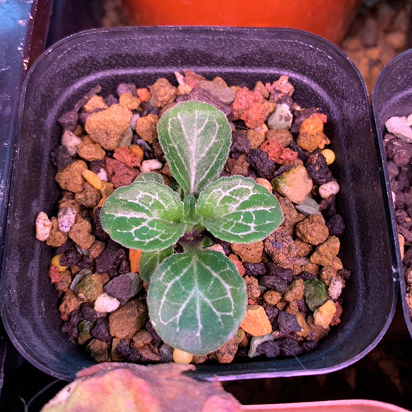 Primulina sclerophylla (W.T.Wang) Yan Liu.