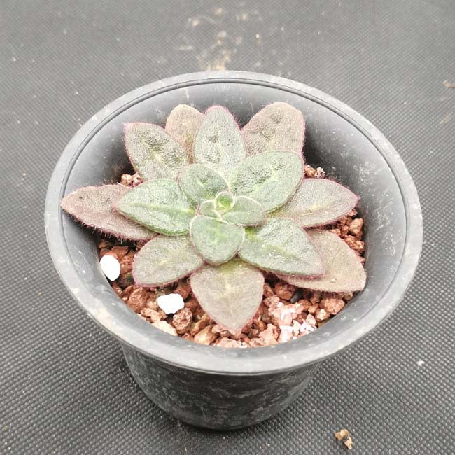 Primulina sinovietnamica W. H. Wu & Q. Zhang