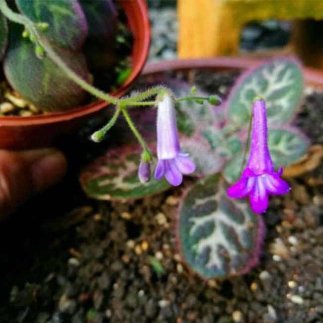 Primulina sinovietnamica W. H. Wu & Q. Zhang