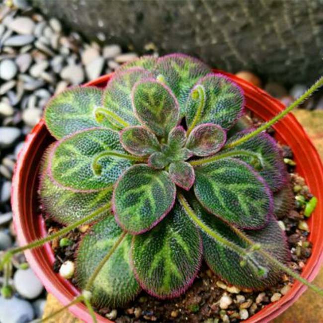 Primulina sinovietnamica W. H. Wu & Q. Zhang
