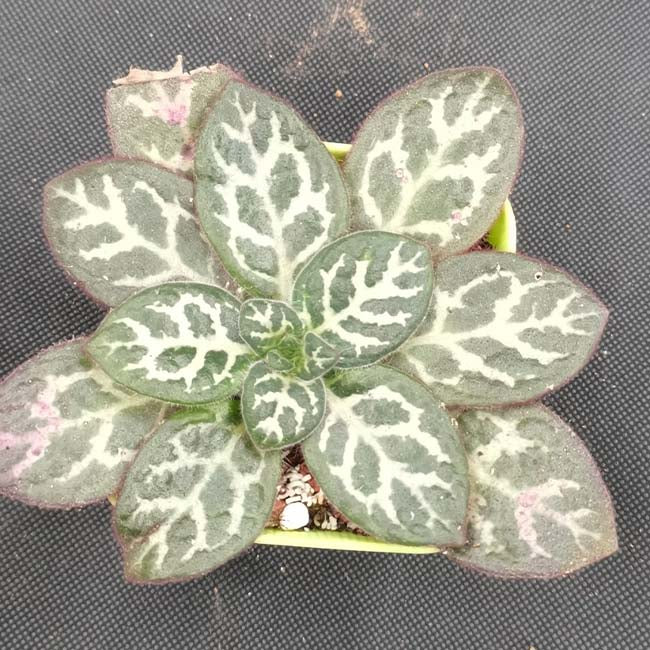 Primulina sinovietnamica W. H. Wu & Q. Zhang