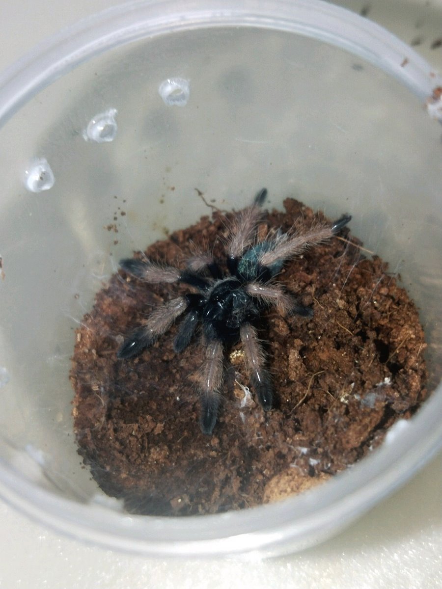 Panama Blonde Tarantula (Psalmopoeus pulcher)