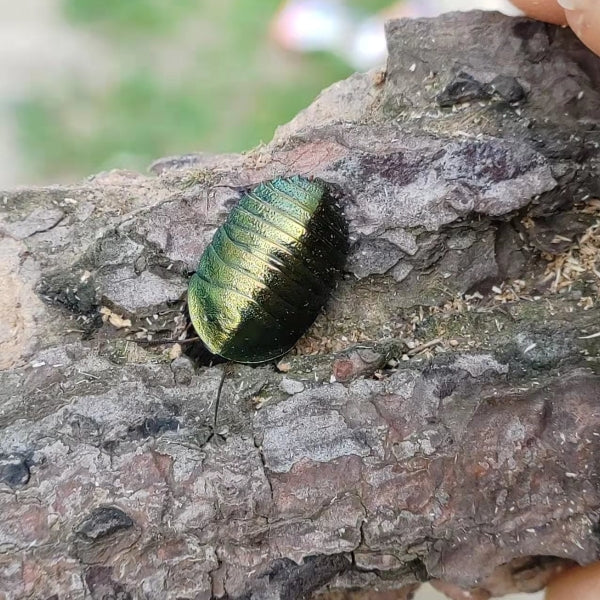 Emerald Roach (Pseudoglomeris magnifica)