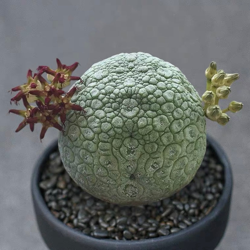 Pseudolithos migiurtinus