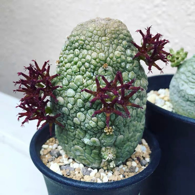 Pseudolithos migiurtinus