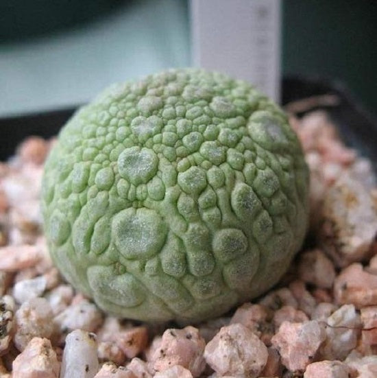 Pseudolithos migiurtinus