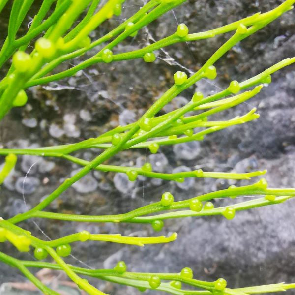 Psilotum nudum (L.) Beauv.