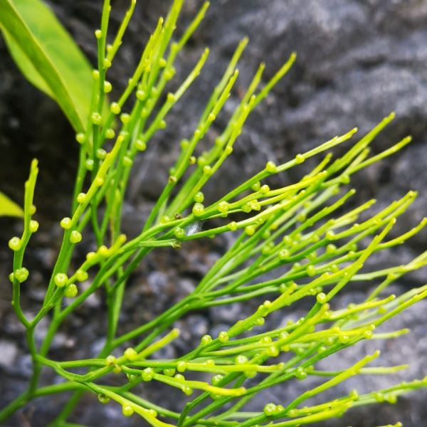 Psilotum nudum (L.) Beauv.