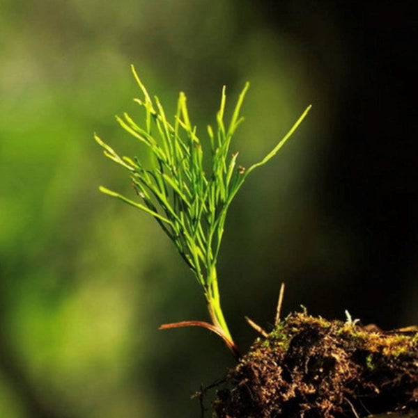 Psilotum nudum (L.) Beauv.