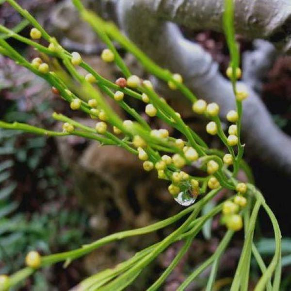 Psilotum nudum (L.) Beauv.