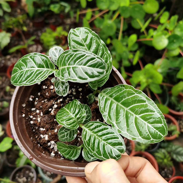 Psychotria calocarpa Kurz