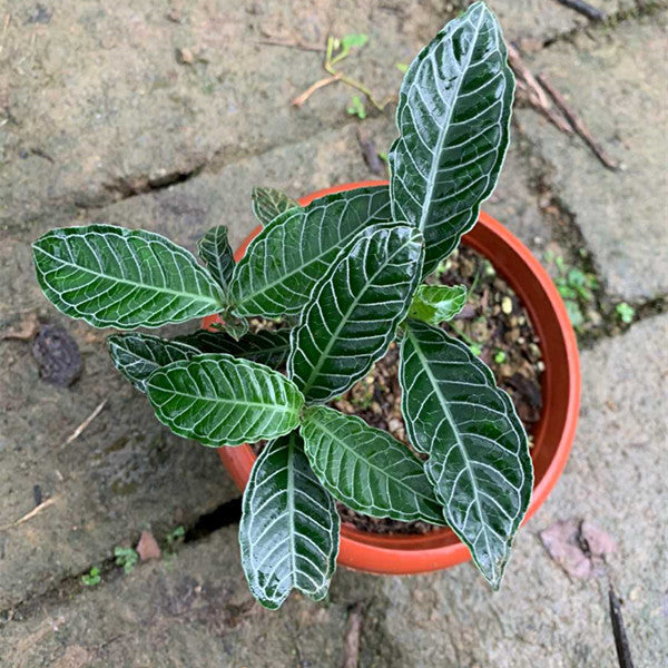 Psychotria calocarpa Kurz
