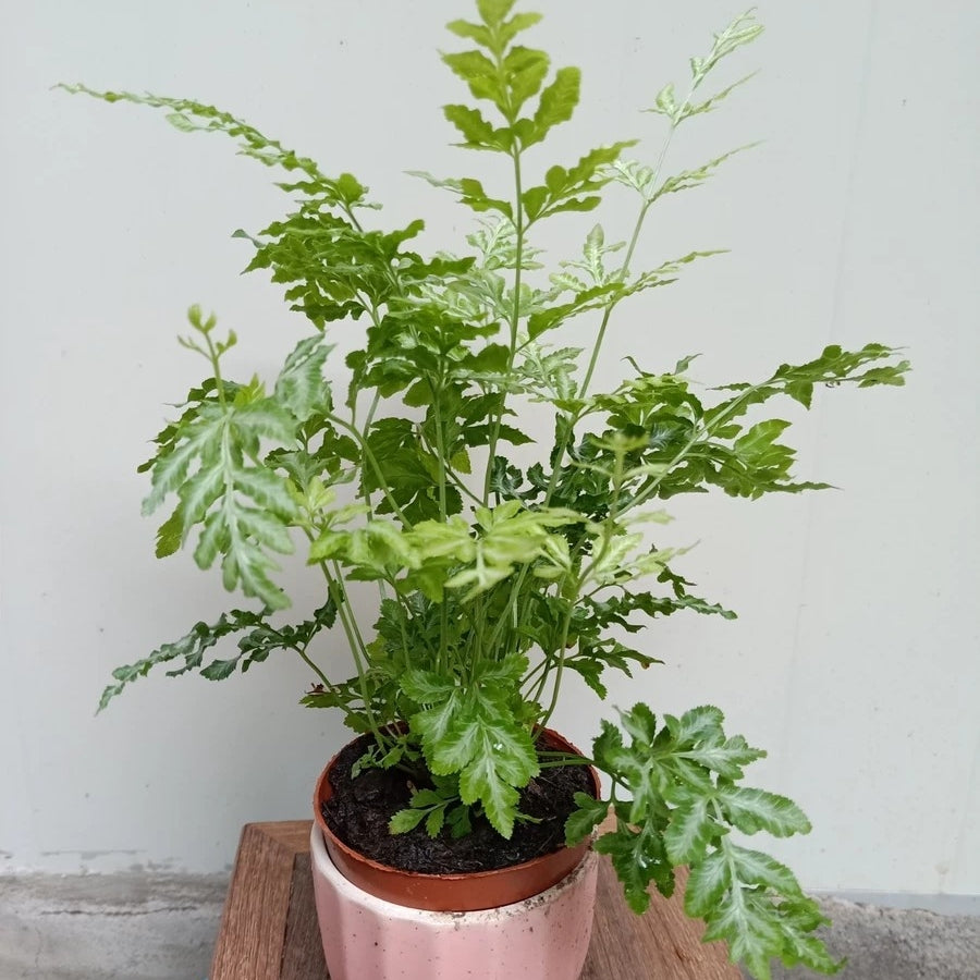 Pteris cretica ' Evergemiensis '