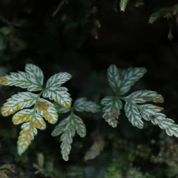 Pteris cretica L.