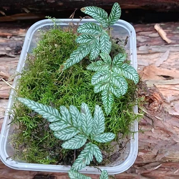 Pteris cretica L.