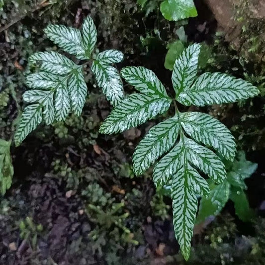 Pteris cretica L.