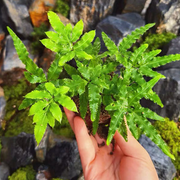 Pteris multifida