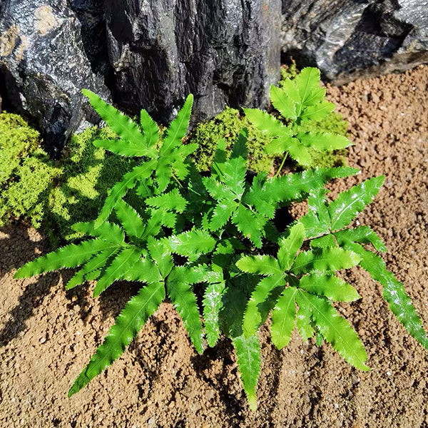 Pteris multifida