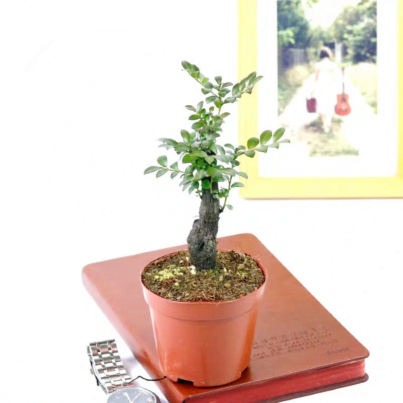 serissa bonsai tree care Serissa Bonsai Type 1(Serissa serissoides) for Sale