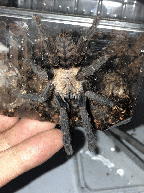 Purple Earth Tiger Tarantula (Cyriopagopus sp hati hati)