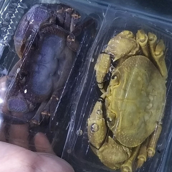 Purple Indochinamon Crab (Indochinamon chinghungense)