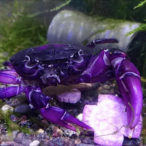 Purple Samurai Crab (Somanniathelphusa sinensis)