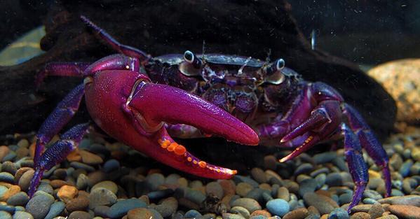 Purple Samurai Crab (Somanniathelphusa sinensis)