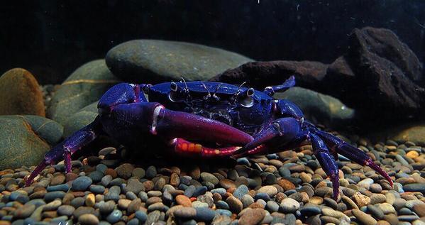 Purple Samurai Crab (Somanniathelphusa sinensis)