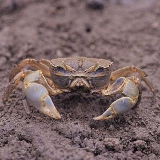 Purple Sesarmid Crab (Sesarmops intermediumi)