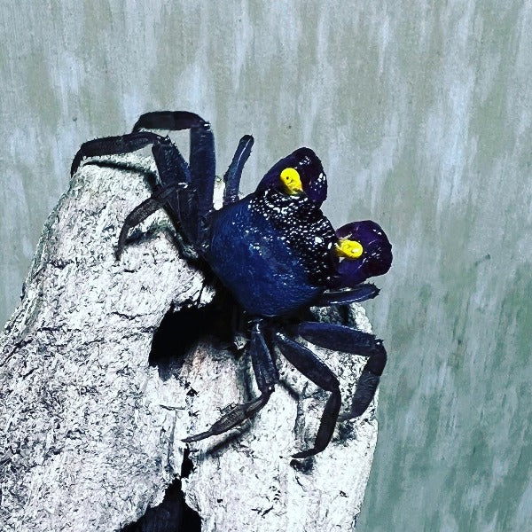 Purple Gloves Vampire Crab (Geosesarma sp)