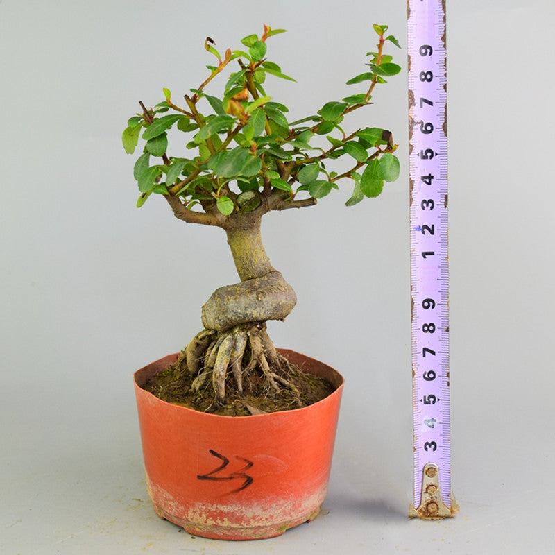 Pyracantha coccinea Bonsai ( Pyracantha coccinea )